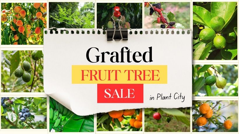 GRAFTED FRUIT TREE SALE | 300+ Varieties