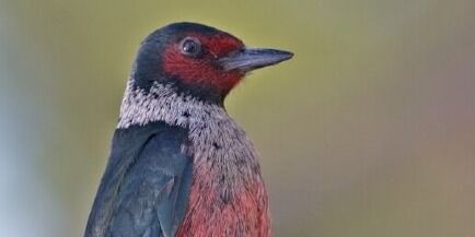 Birding Tips and Tricks at Kelly Island