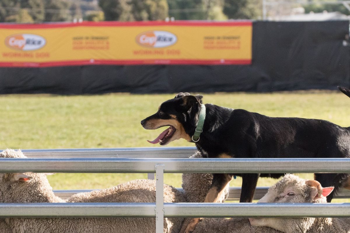 Seymour Show Yard Dog Trial