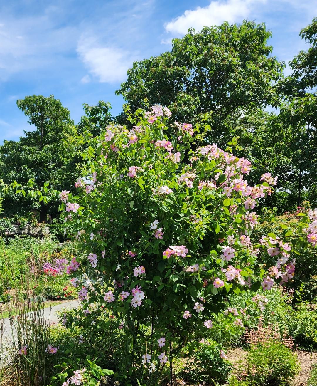 Time to stop and smell the Roses