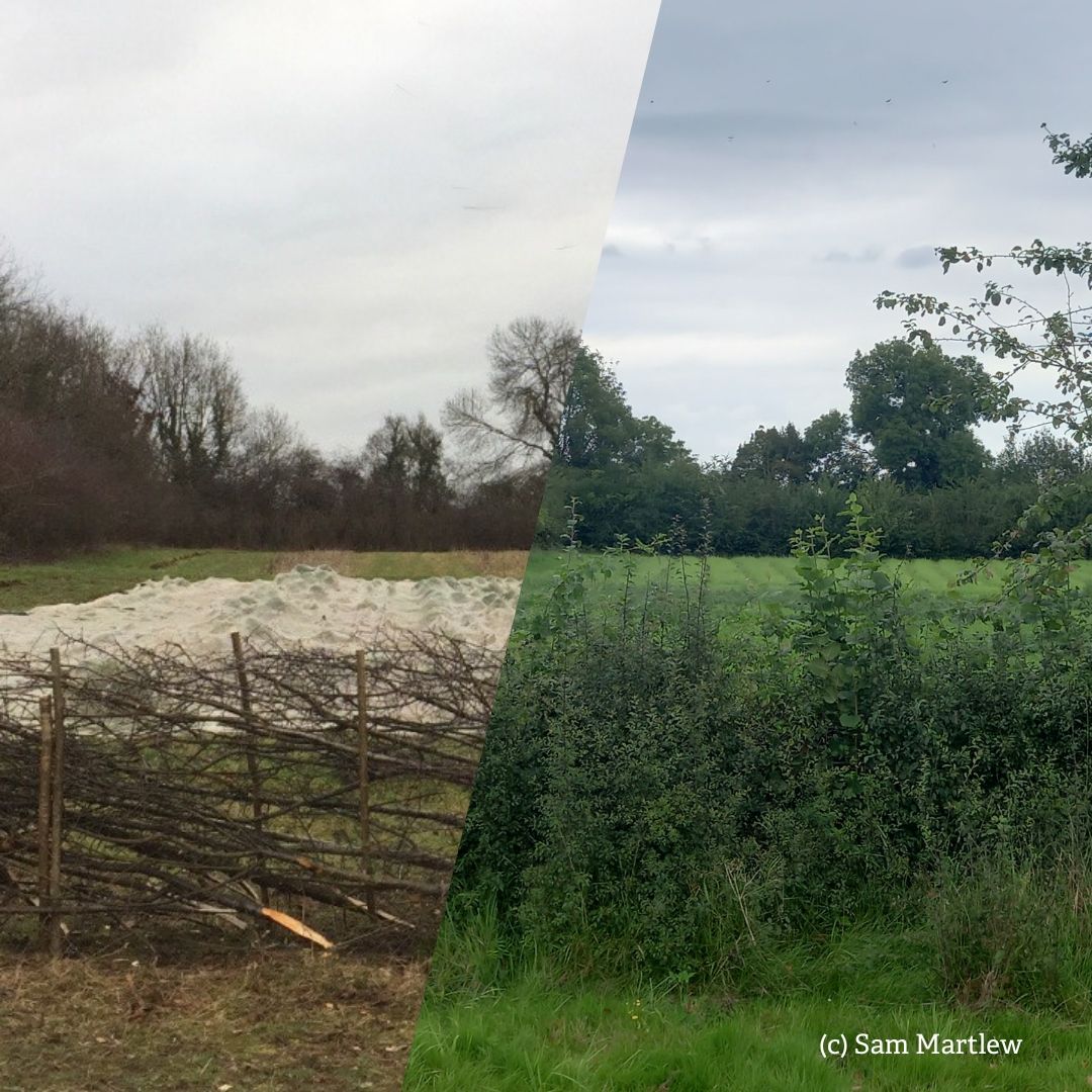 Introduction to Traditional Hedge Laying