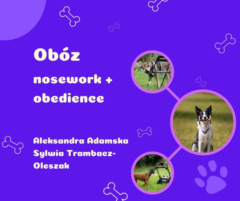 Ob\u00f3z nosework i obedience w Dog Toku