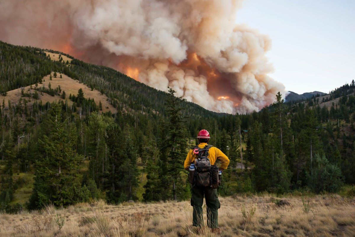 Wildlife On Tap: Wildfire and Wildlife