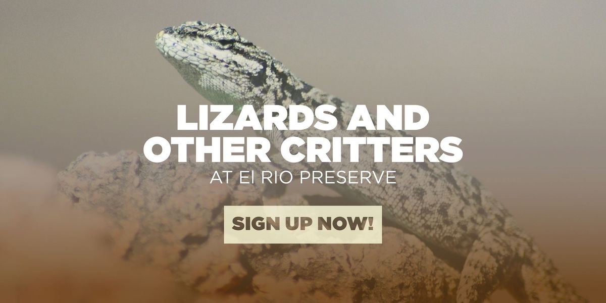 Lizards and Other Critters at El Rio Preserve - July