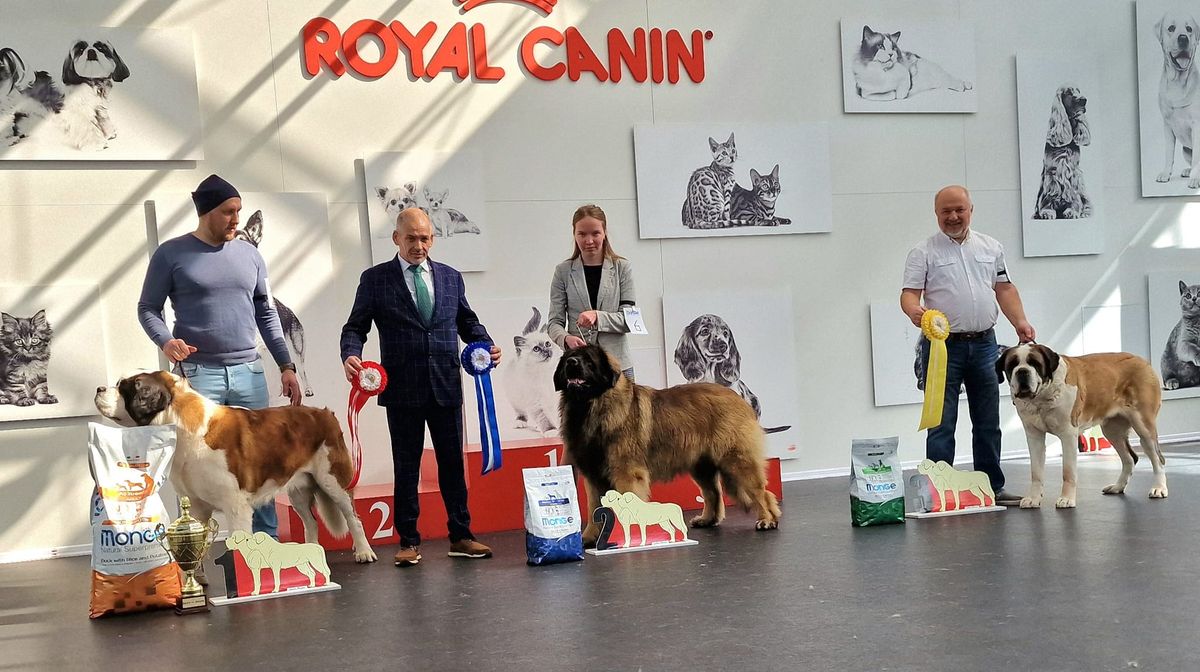 Club show, Specialty rings of St.Bernards and Leonbergers, CAC.