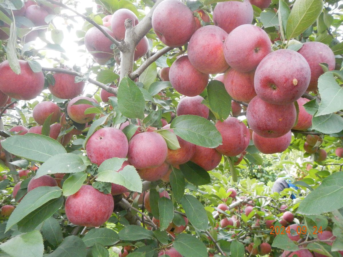 Applesauce Sample Day