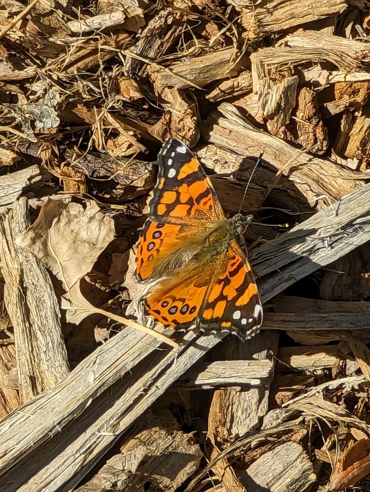 The Diversity and Function of Butterfly and Moth Color Patterns