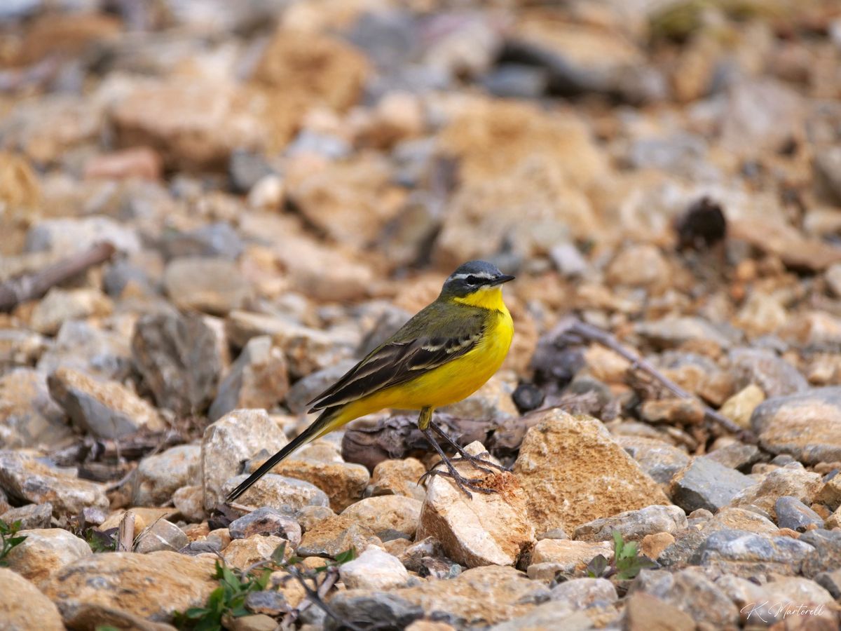  BLDT05 - Migration Leucate & La Palme