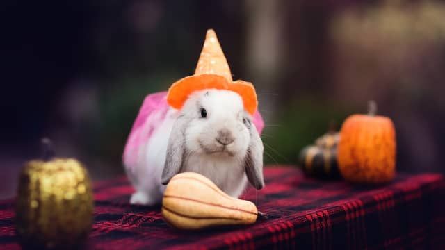 Halloween Buns Rooftop Meet-up! 