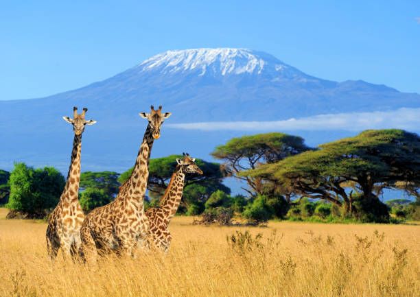 Informational meeting: Kenya Wildlife Safari