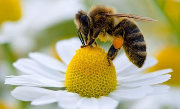 Learn all the Basics of Responsible Beekeeping - Bunbury Course