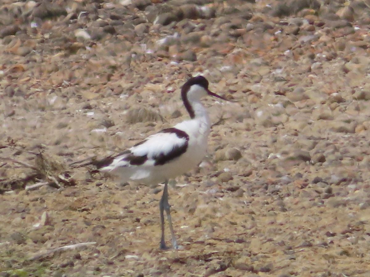 Hayling Oyster Beds & Farlington Marshes car sharing trip-Wader World Conservation Wader Watch 2024