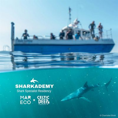 MARECO x Celtic Deep