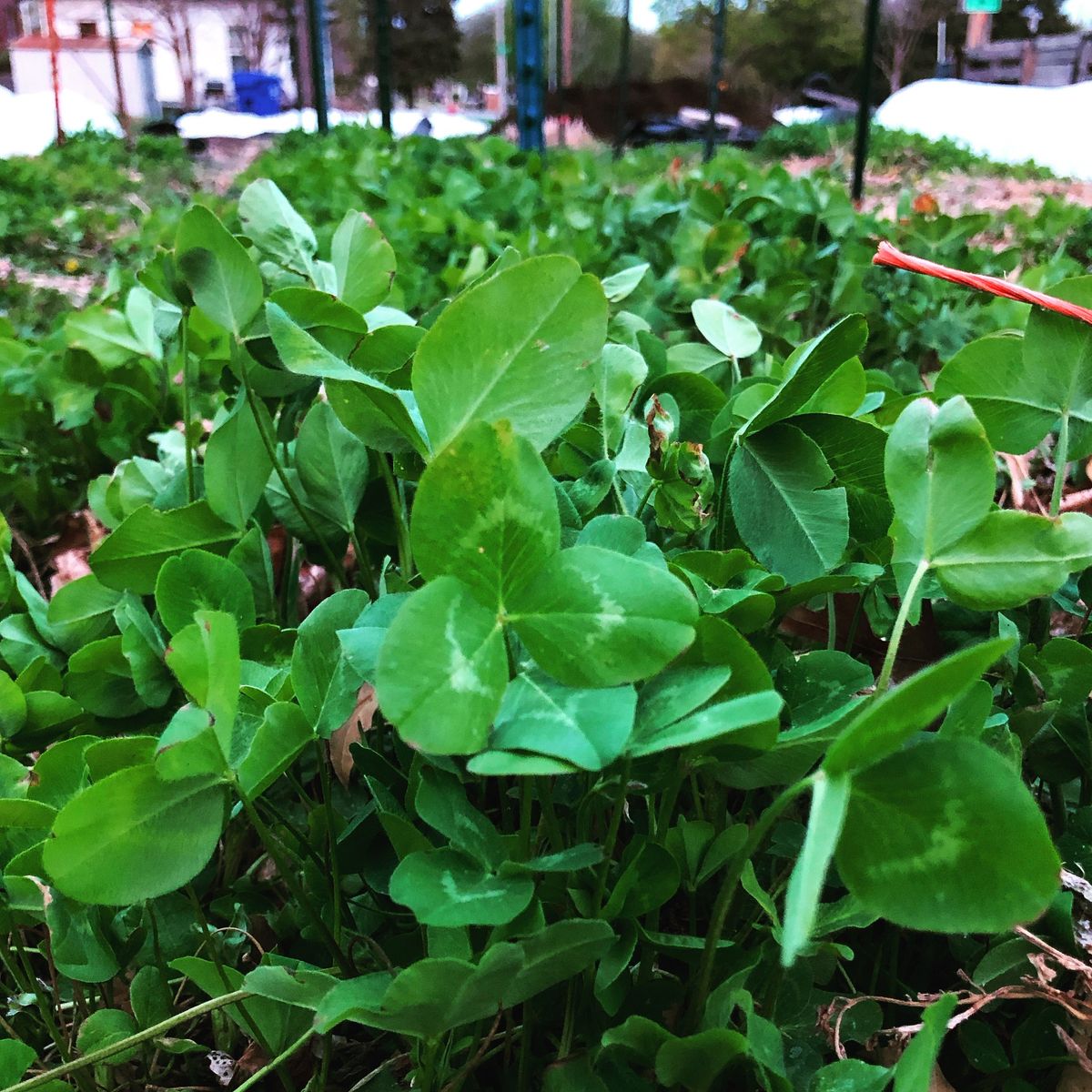 Urban Grower Class: Cover Crop SkillShare