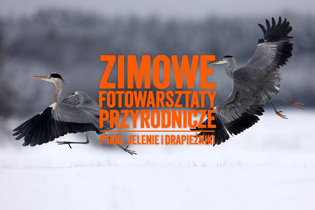 Ptaki, jelenie i drapie\u017cniki zimow\u0105 por\u0105. Warsztaty fotografii przyrody