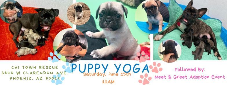 Puppy Yoga at Chi Town Rescue