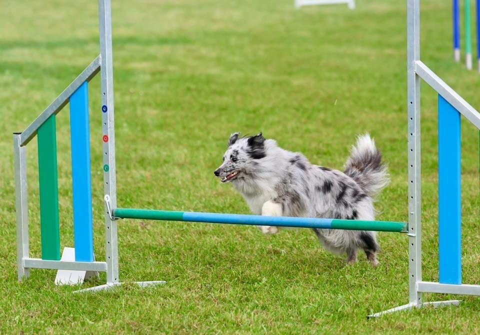 Agility Turnier