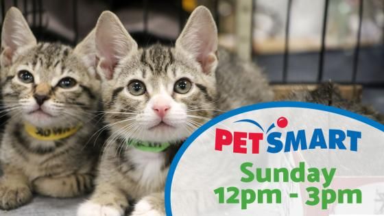 DOG and CAT Adoption Event at PetSmart in Alexandria