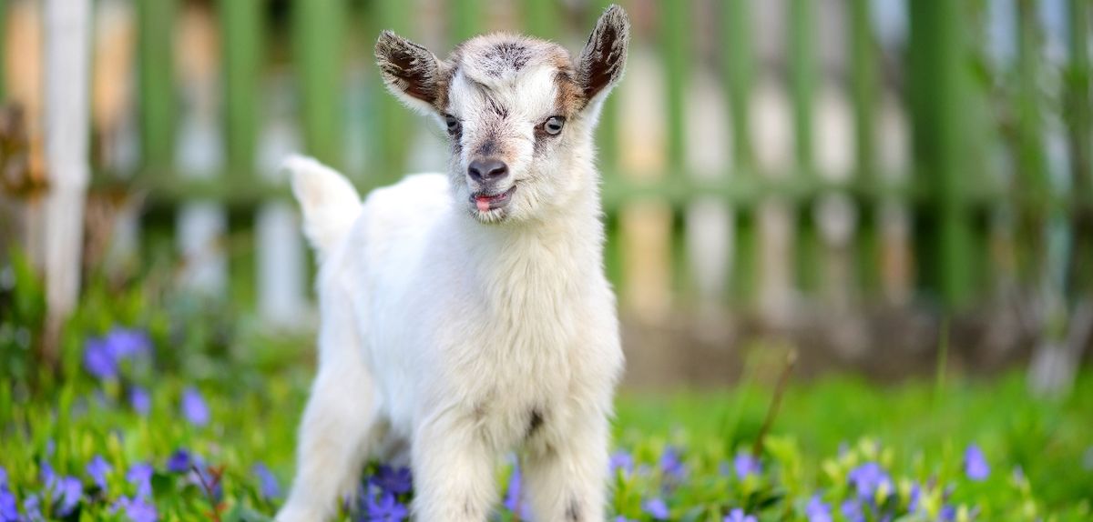 Goat Yoga