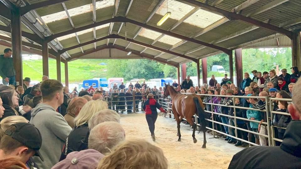 Llanybydder Horse Sale