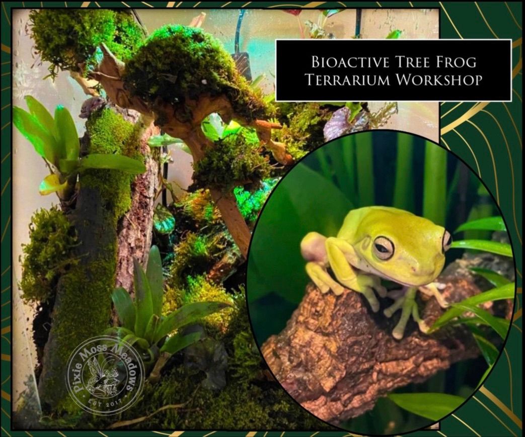 Beginners Bioactive Tree Frog Terrarium Workshop