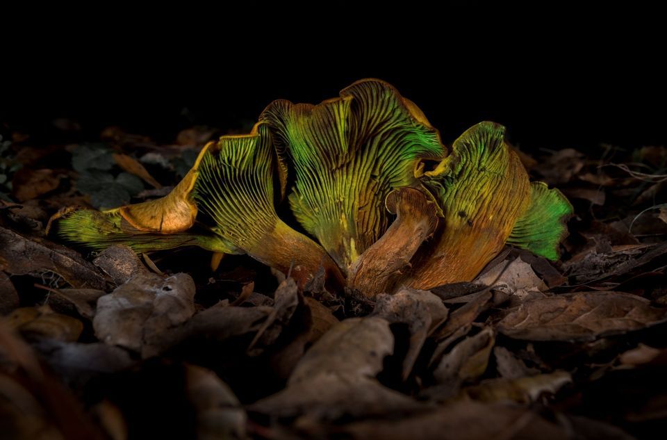 2023 Tilden Fungus Fair