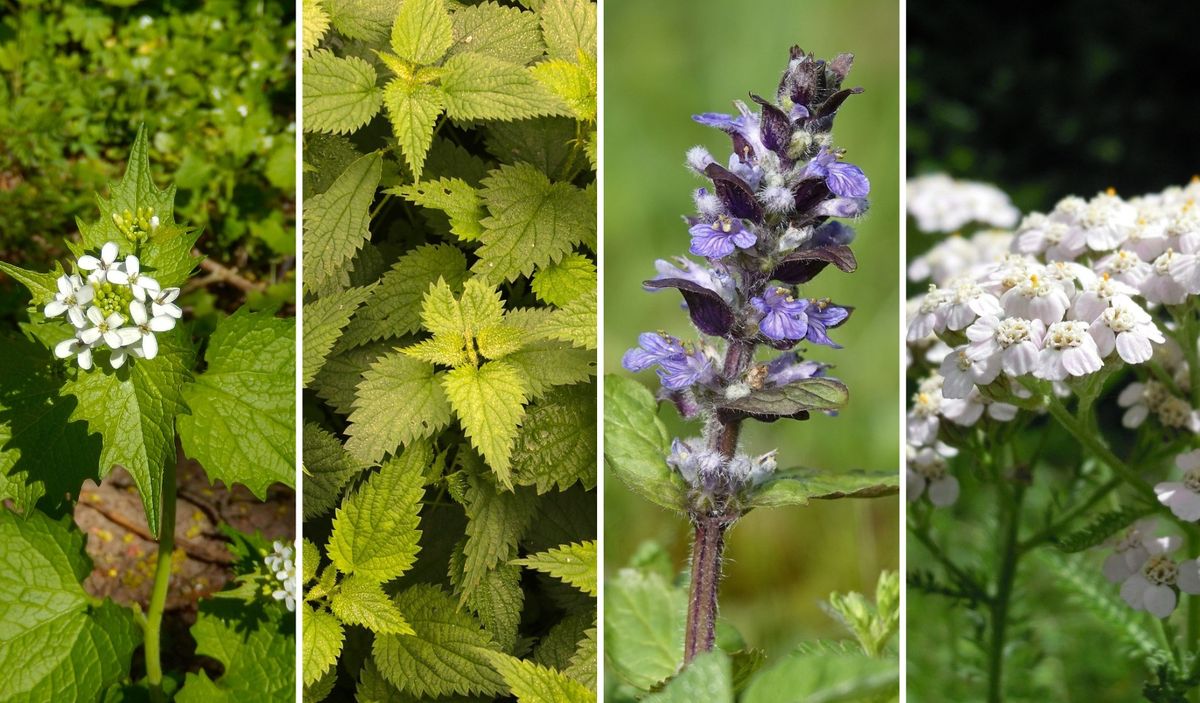 WILDE KR\u00c4UTER IM GARTEN \u2013 Beikr\u00e4uter vor der Haust\u00fcr erkennen und sammeln