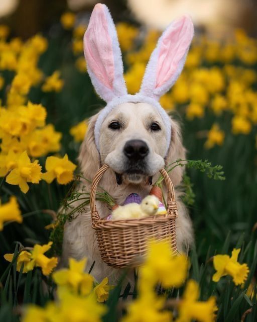 Pictures with the Easter Bunny