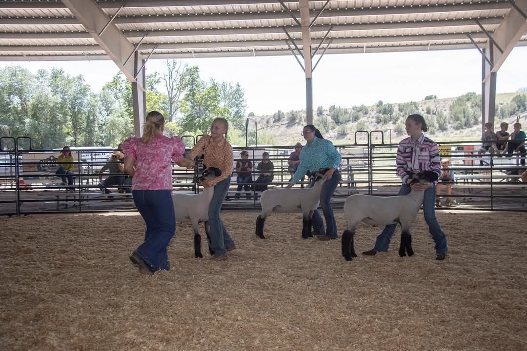 4-H\/FFA Sheep Show