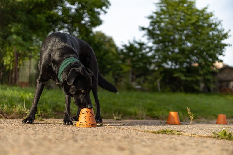 Jarn\u00ed v\u00edkendovka nosework +dogdancing