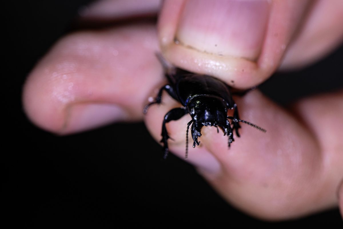 Creatures of the Night: Night Hike