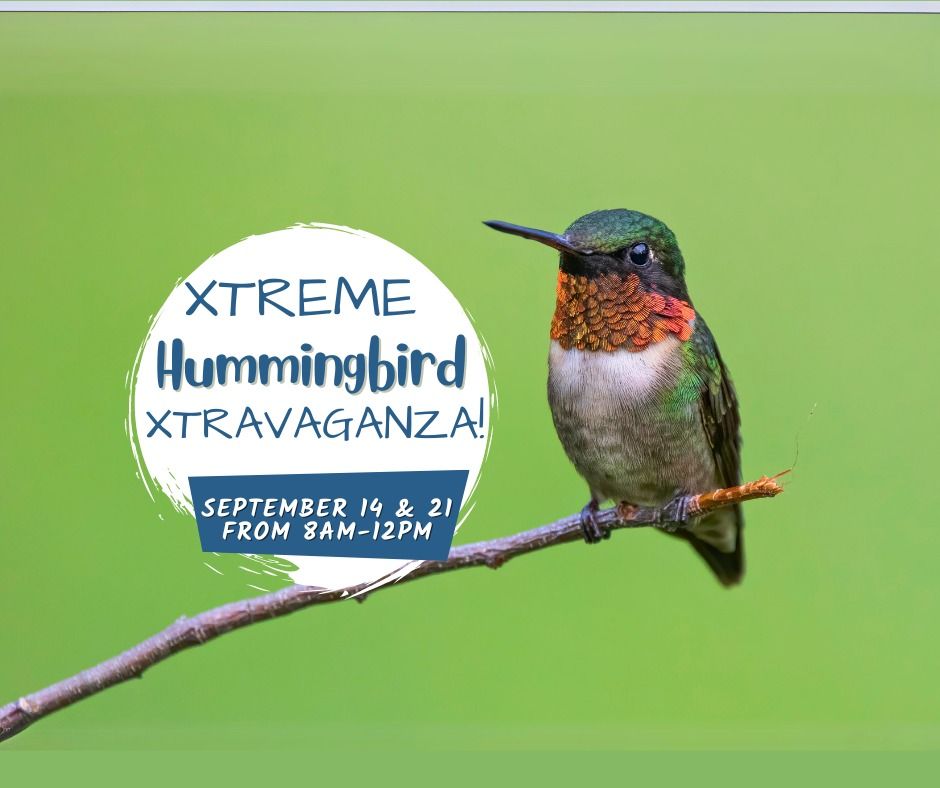 Xtreme Hummingbird Xtravaganza! Day 2