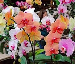 Orchids 101