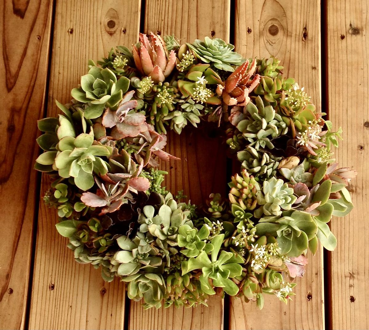 Holiday Succulent Wreaths