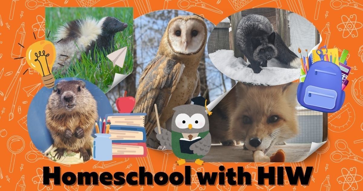 Homeschool with HIW: Busy Bees