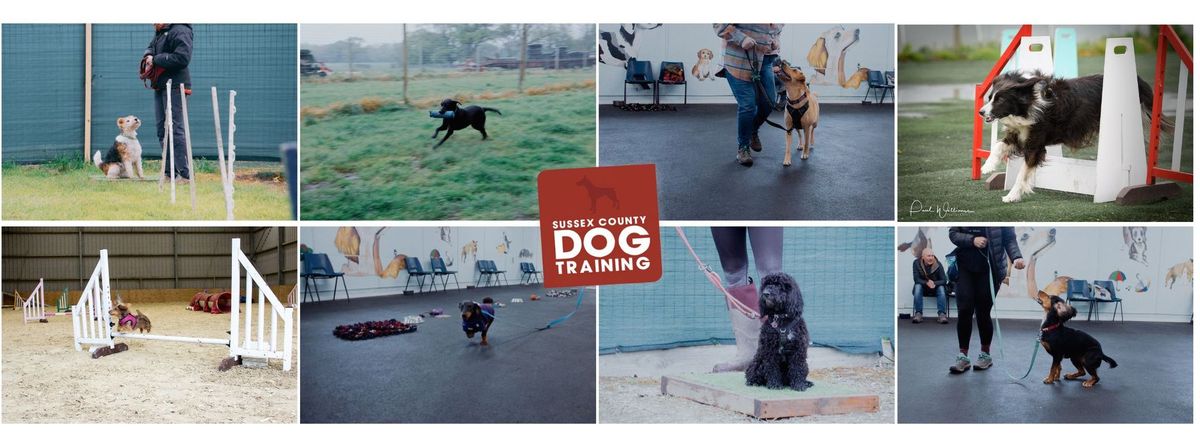 Puppy Classes June - Sussex County Dog Training