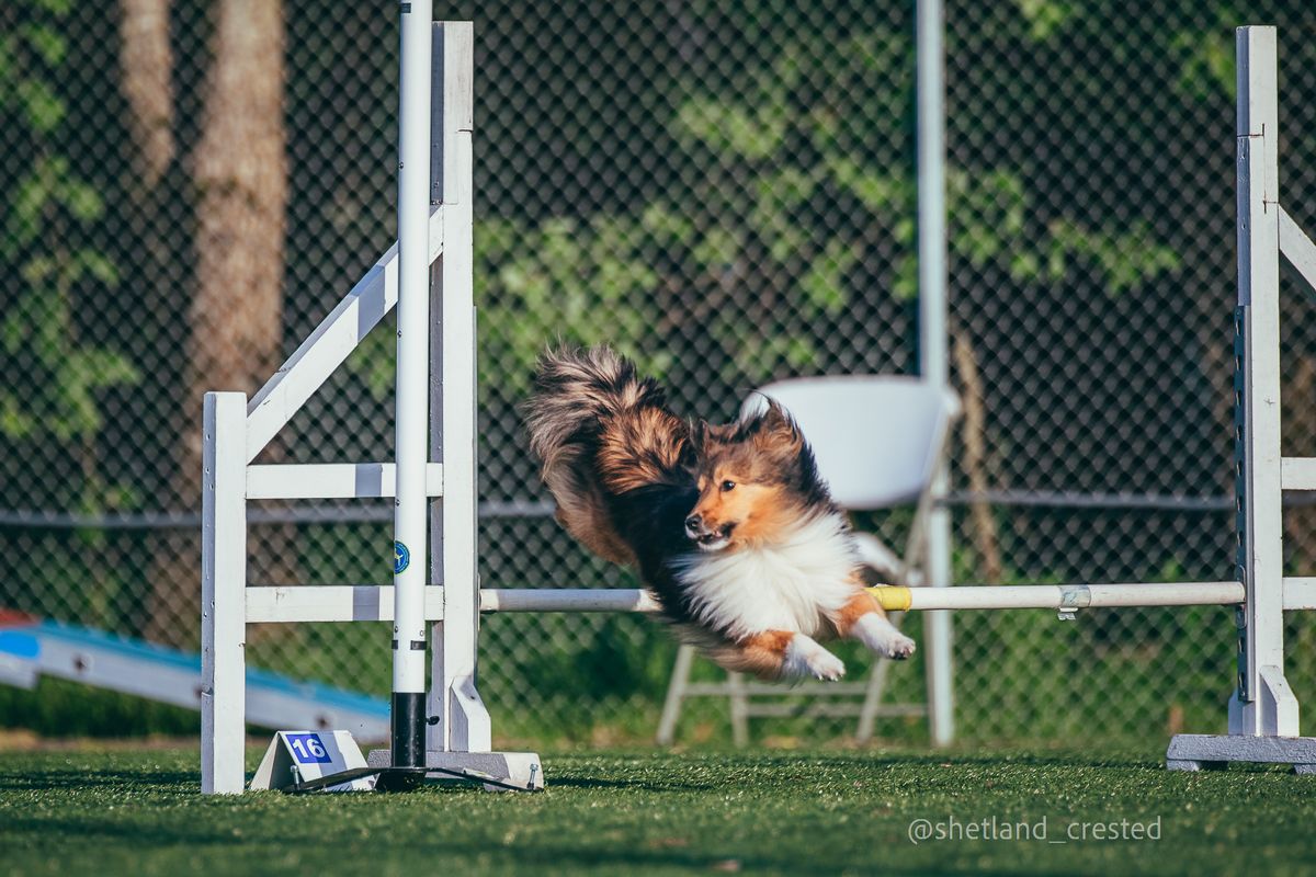 Novemberstevne i agility, Stavanger 23-24. november