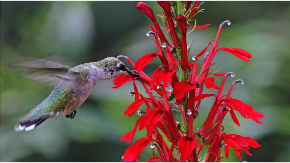 Owls, Woodpeckers, Hummingbirds