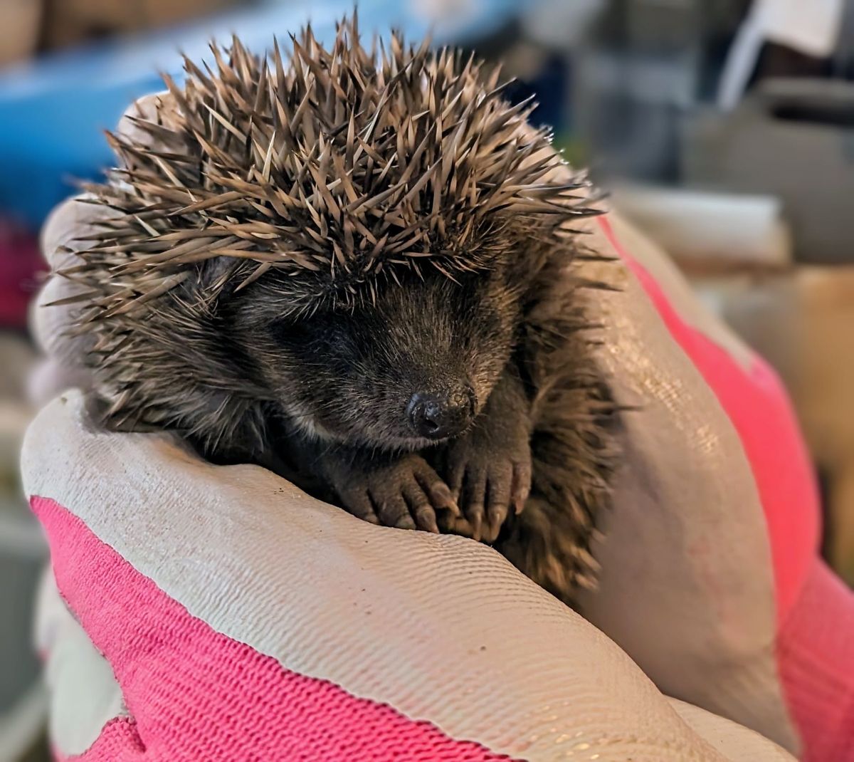 Vale Wildlife Hospital's First Aid, Care & Rehabilitation of Hedgehogs