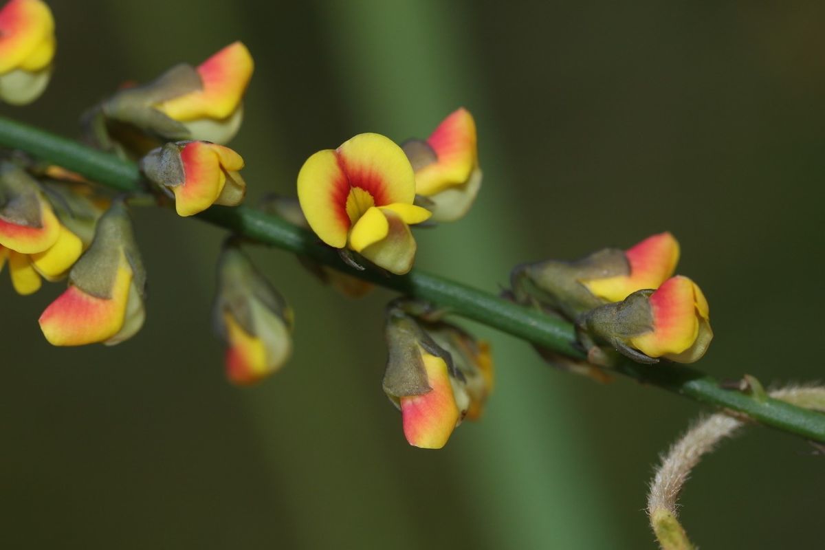 Biodiversity Blitz @ Bellbird Dell