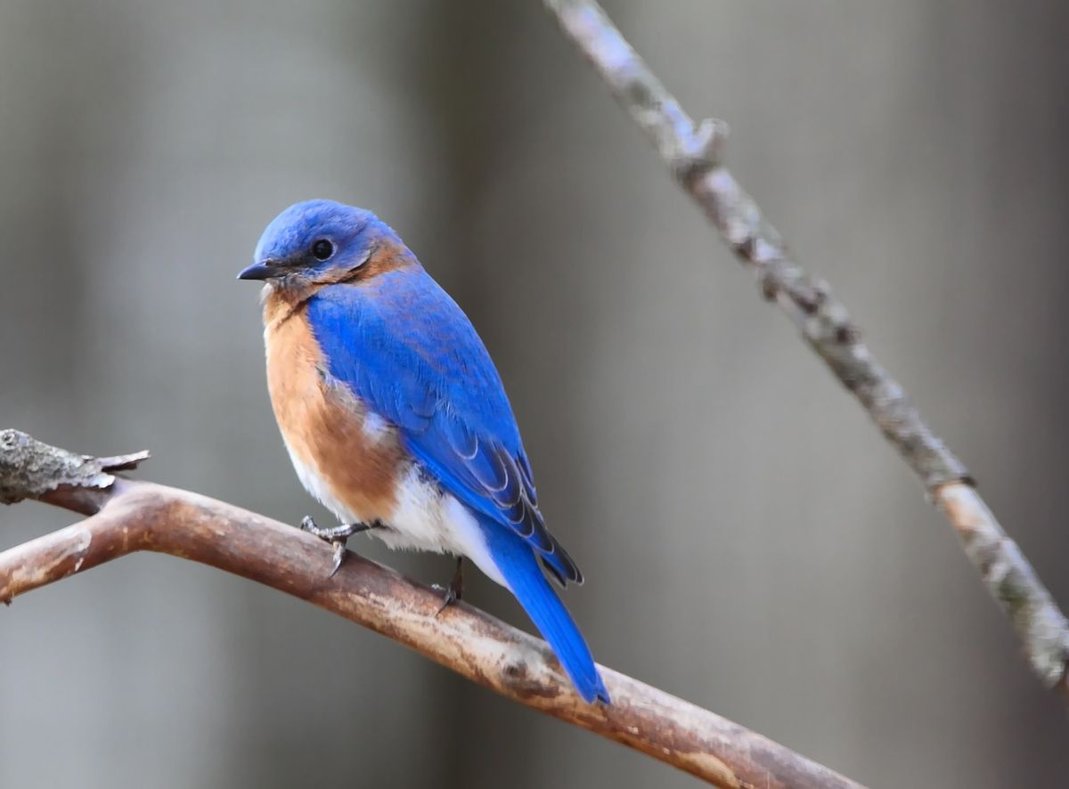 Bluebird House Workshop