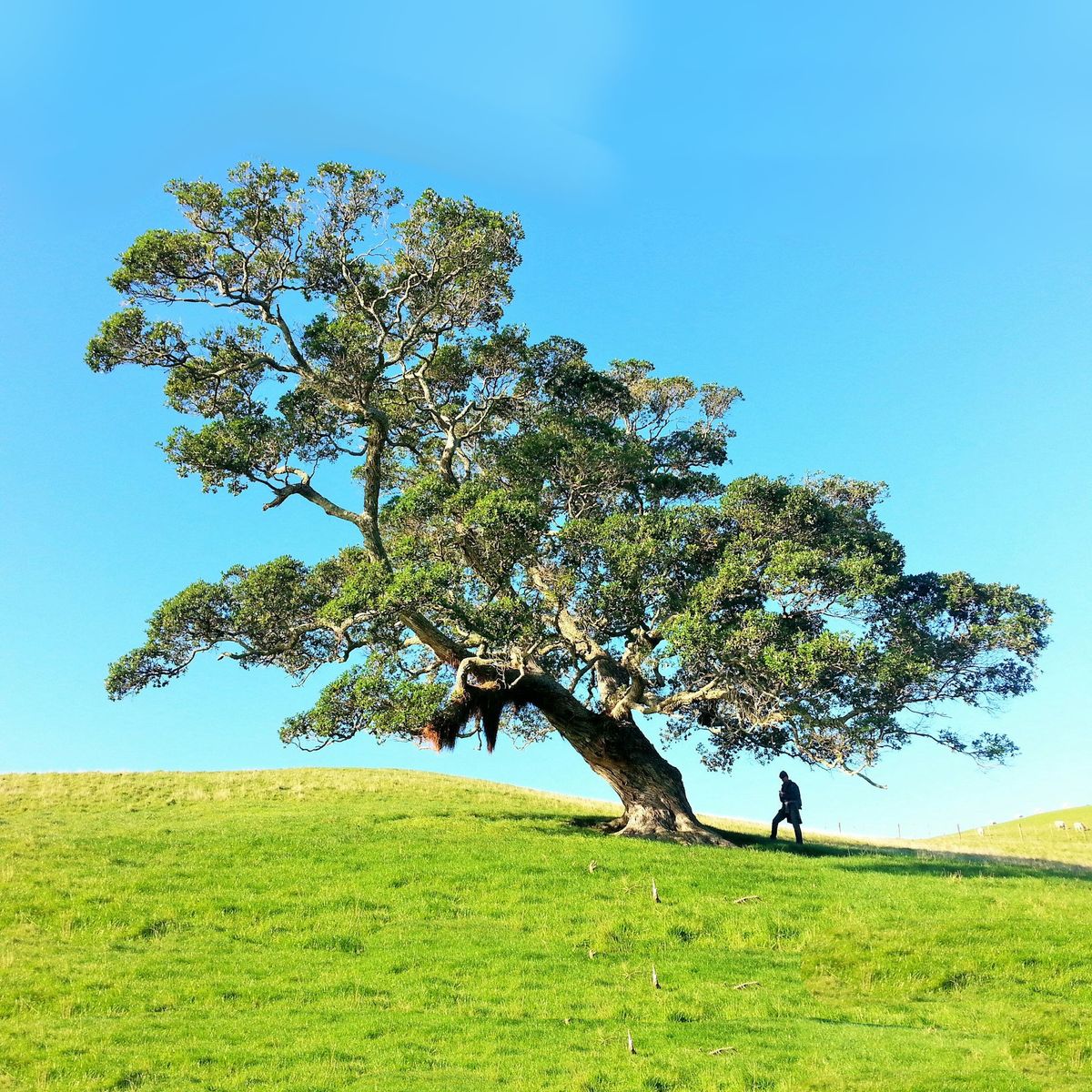 Countryside Retreat - Tree of Life \/ Tree of Hope