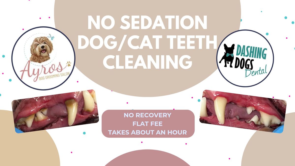 No Sedation Pet Teeth Cleaning Event - New Westminster Ayros Grooming