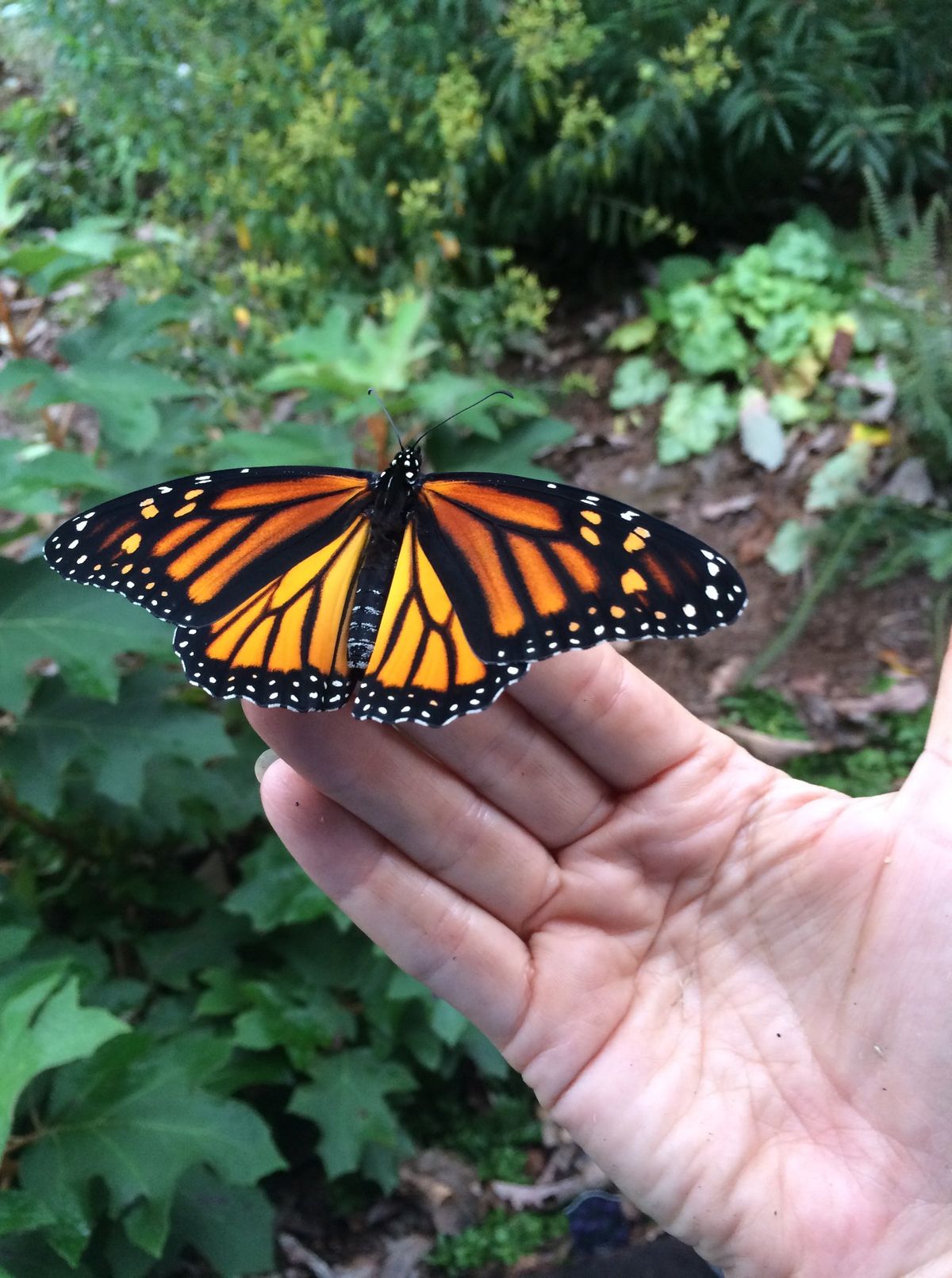 Experience Nature Therapy at Longwood Gardens