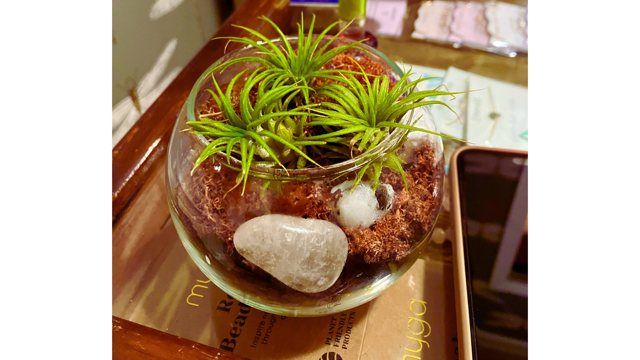 DIY Terrarium and Shopping Event