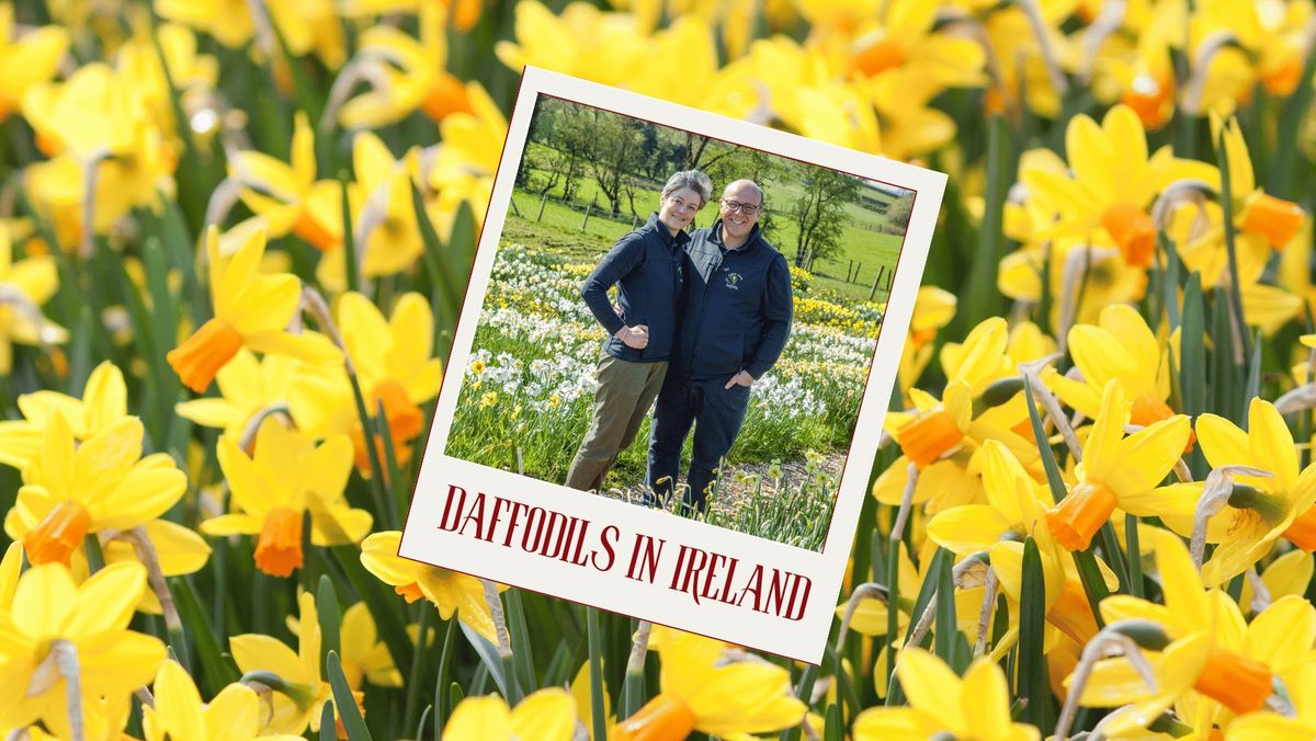 IGPS Lecture - Daffodils in Ireland