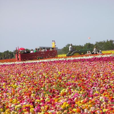 The Flower Fields