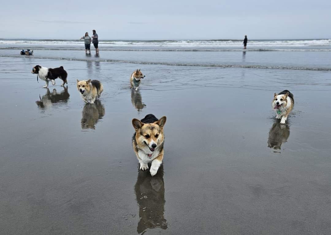 2025 Corgi Beach Takeover -"Corgi Avengers"