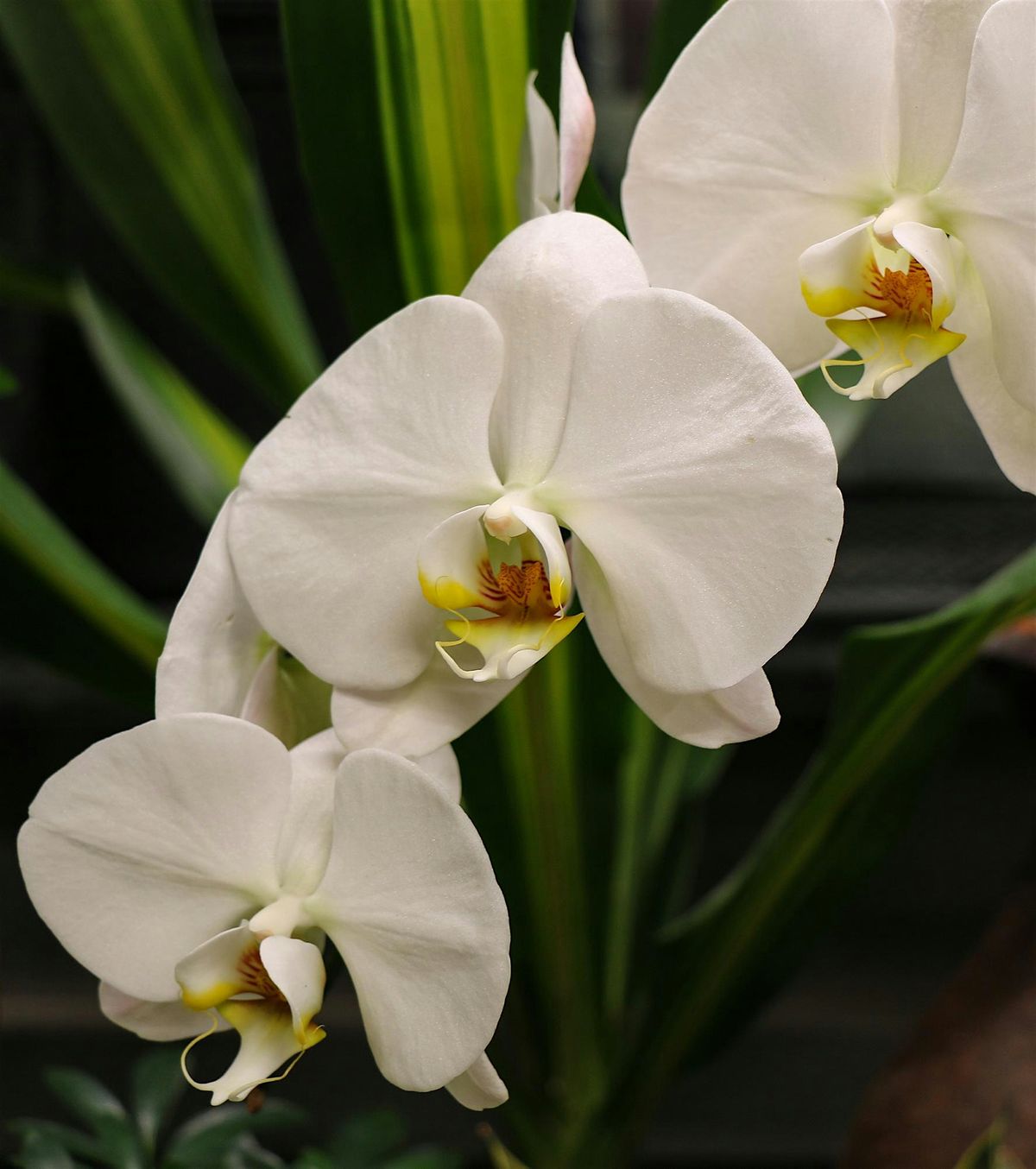All About Growing Orchids