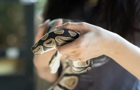 Snakes Alive! at Whitman Library